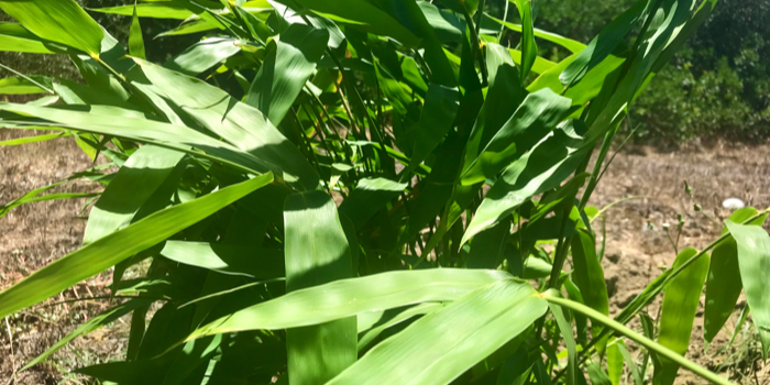 Bambu España