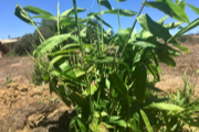 Bamboo plant at Bambou España